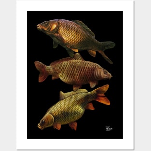 Common carp Posters and Art